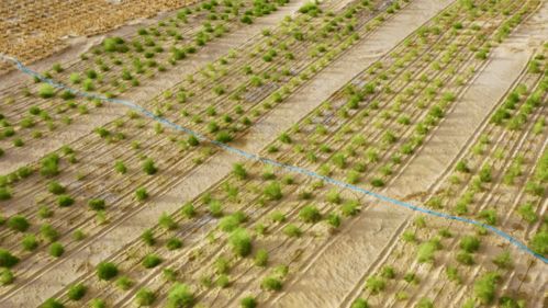 從“死亡之海”到“希望之地” 苗木種植與技術咨詢的綠色嬗變