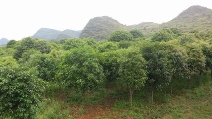 云南苗木種植優(yōu)勢(shì)與技術(shù)咨詢指南