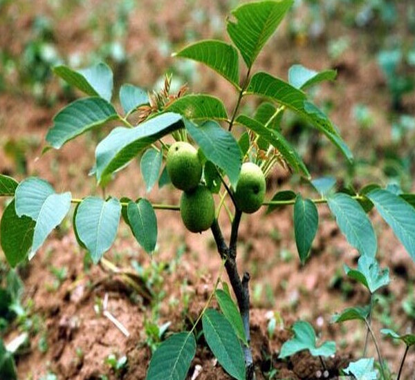 四川核桃苗種植技術(shù)與咨詢服務(wù)指南