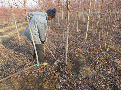 金楓綠化 美國紅楓價格走勢分析、苗木種植及技術(shù)咨詢一站式服務(wù)