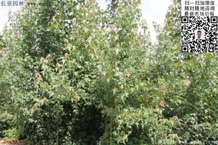 三角楓種子的選購、種植與技術指南——以江蘇沭陽長景園林為例