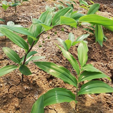 姜型多花不倒苗黃精種植技術與苗木種植管理指南