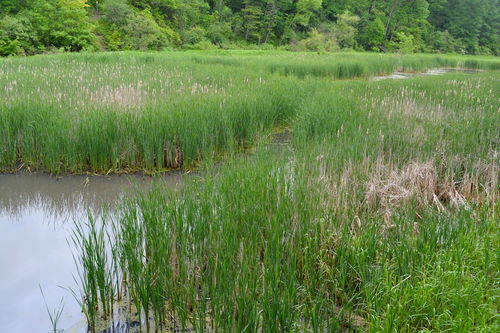 河床濕地適宜種植苗木與花卉指南及種植技術咨詢
