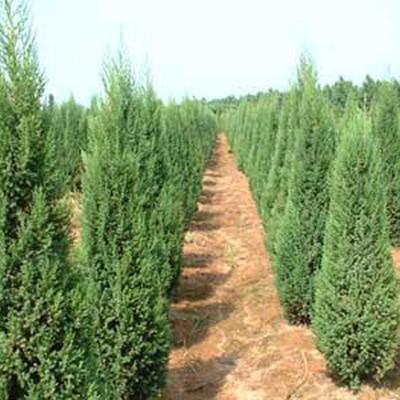 河南檜柏 規(guī)格齊全、價格優(yōu)廉的大型苗木種植基地