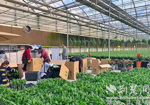 農青園藝花枝俏銷北上廣，農業服務升級引領鄉村振興