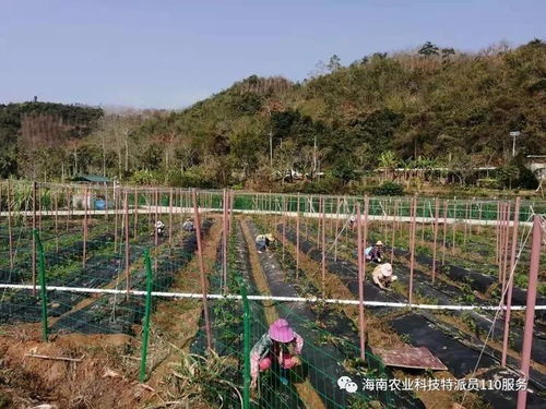 五指山市科技特派員 防疫生產(chǎn)兩手抓，農(nóng)技服務(wù)助振興