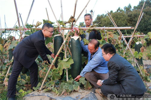 農(nóng)行欽州郊區(qū)支行 深耕種植產(chǎn)業(yè)金融服務(wù)，賦能農(nóng)業(yè)園藝發(fā)展
