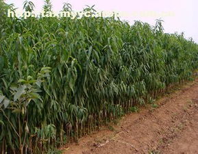 泰安開發區鑫淼園藝場 農業園藝服務熱賣促銷，規格、價格、廠家與供應商一覽