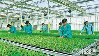 農(nóng)業(yè)工廠 農(nóng)業(yè)產(chǎn)業(yè)化新風(fēng)向與園藝服務(wù)升級(jí)