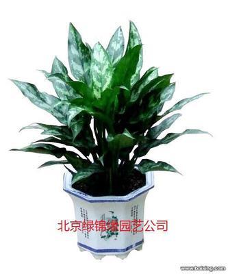 北京農(nóng)業(yè)園藝服務(wù) 花卉銷售、綠植租賃與鮮花批發(fā)全解析