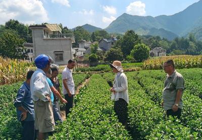 省人社廳組織高層次博士(后)專家團赴績溪，以農業園藝科技服務賦能鄉村振興