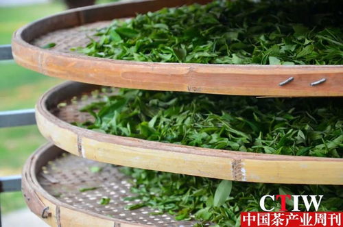 科技賦能茶產業 湖南農大園藝學院博士團赴福田茶場開展技術示范與服務