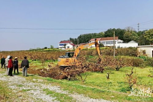 秀坪園藝場 農旅融合繪就“最美橘鄉”新畫卷