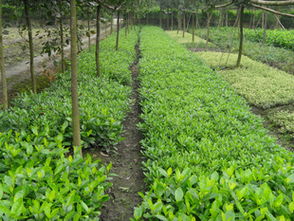 錦江區蘇威園藝苗圃經營部 地苗大梔子專業供應，品質可靠服務優